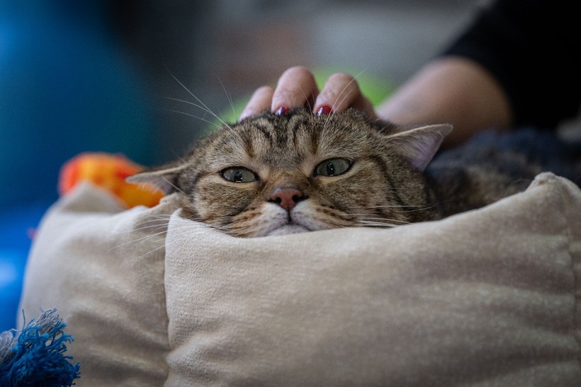 Obez kedi "Simba" pilates yaparak zayıflıyor... 'Mama yemeyi çok seviyor, kilolarına ellenmesini istemiyor' - Resim : 6