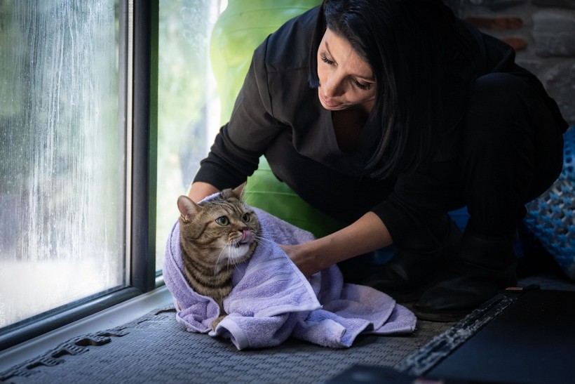 Obez kedi "Simba" pilates yaparak zayıflıyor... 'Mama yemeyi çok seviyor, kilolarına ellenmesini istemiyor' - Resim : 4