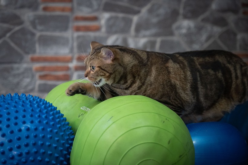 Obez kedi "Simba" pilates yaparak zayıflıyor... 'Mama yemeyi çok seviyor, kilolarına ellenmesini istemiyor' - Resim : 7
