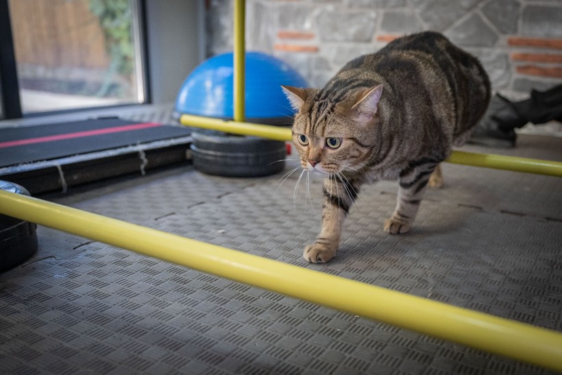 Obez kedi "Simba" pilates yaparak zayıflıyor... 'Mama yemeyi çok seviyor, kilolarına ellenmesini istemiyor' - Resim : 2