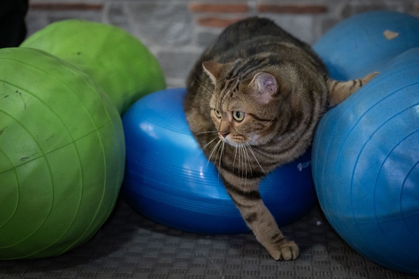Obez kedi "Simba" pilates yaparak zayıflıyor... 'Mama yemeyi çok seviyor, kilolarına ellenmesini istemiyor' - Resim : 5