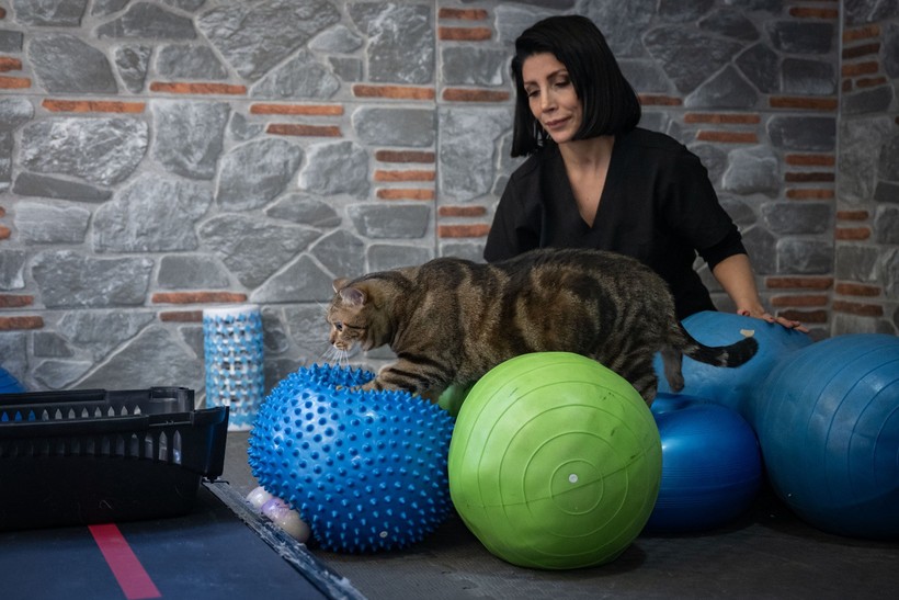 Obez kedi "Simba" pilates yaparak zayıflıyor... 'Mama yemeyi çok seviyor, kilolarına ellenmesini istemiyor' - Resim : 8