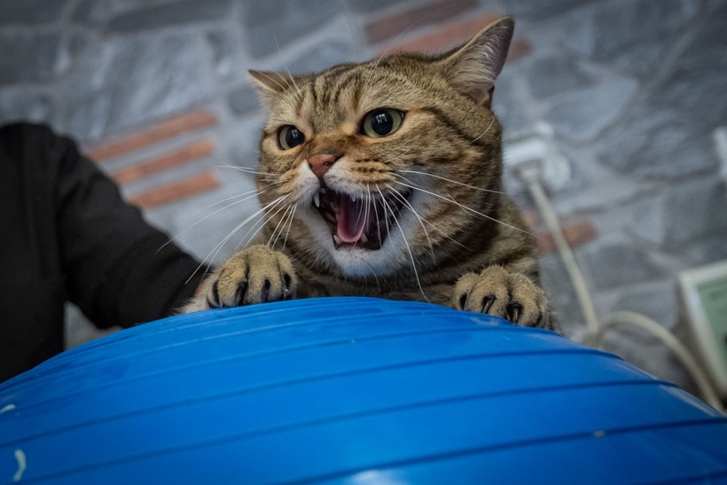 Obez kedi "Simba" pilates yaparak zayıflıyor... 'Mama yemeyi çok seviyor, kilolarına ellenmesini istemiyor' - Resim : 3