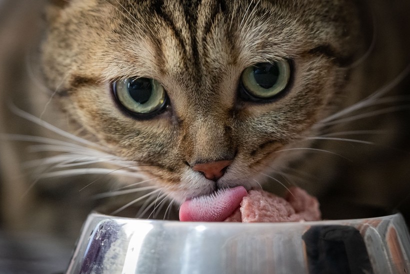 Obez kedi "Simba" pilates yaparak zayıflıyor... 'Mama yemeyi çok seviyor, kilolarına ellenmesini istemiyor' - Resim : 1