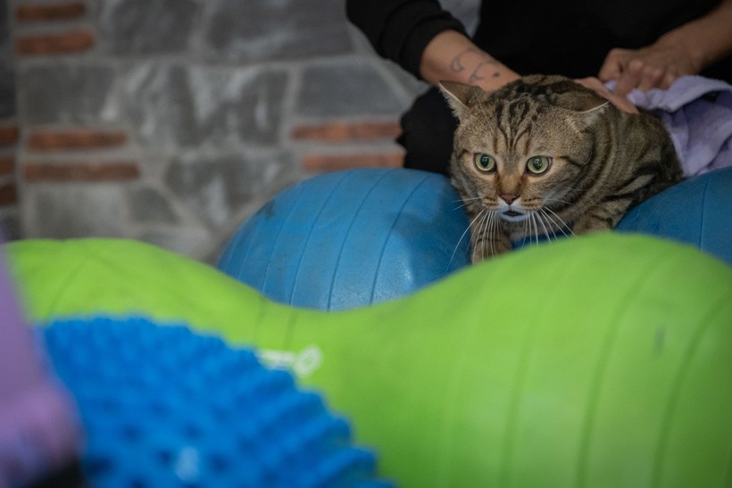 Obez kedi "Simba" pilates yaparak zayıflıyor... 'Mama yemeyi çok seviyor, kilolarına ellenmesini istemiyor' - Resim : 9