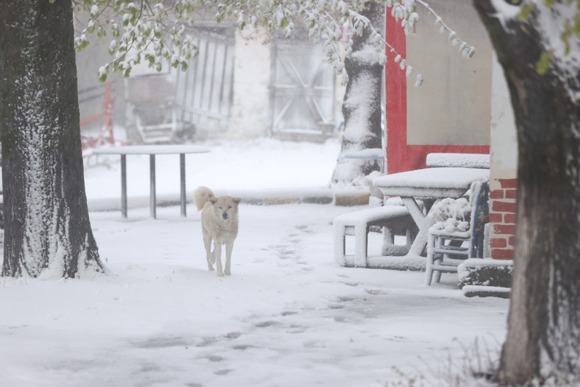 Kırklareli'nin yüksek kesimlerinde kar yağışı etkili oldu - Resim : 4