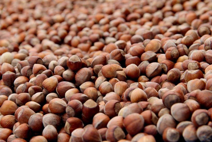 Fındıkta çifte tehdit; 200 bin ton kayıp beklentisi - Resim : 1