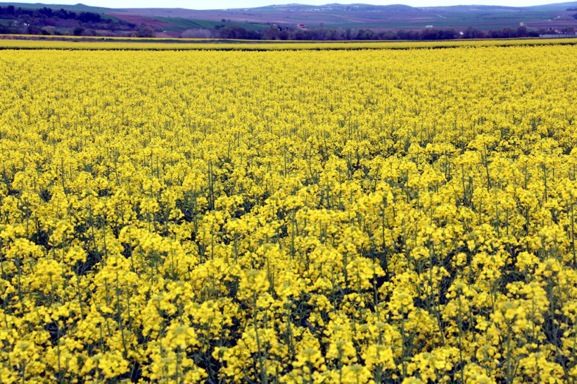 Trakya'nın 'sarı altın çiçeği' kanola, zirai dondan korundu - Resim : 2