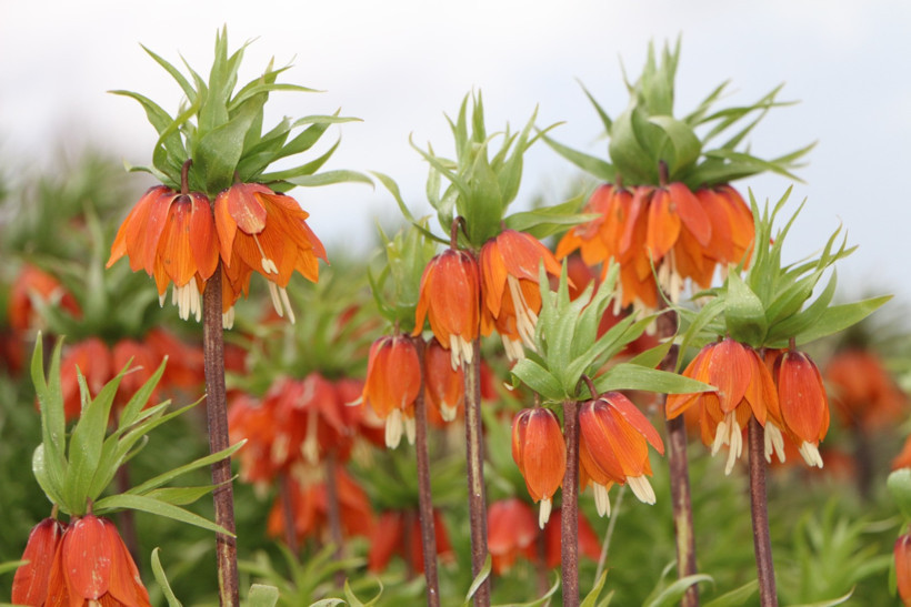 Karlıova’da ‘ters laleler’ çiçek açtı - Resim : 1