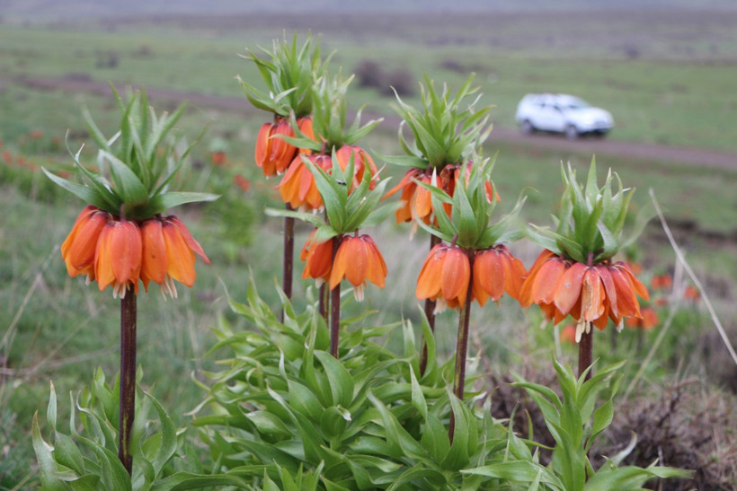 Karlıova’da ‘ters laleler’ çiçek açtı - Resim : 2
