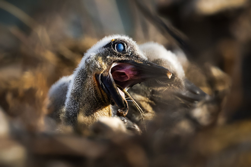 Yaren leylek bu yıl 4 yavru dünyaya getirdi - Resim : 1