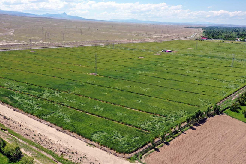 Hayvanlarına yem üretimi için kiraladığı araziden 1500 kamyon taş çıkardı, araziyi 7 yılda tarıma kazandırdı - Resim: 6