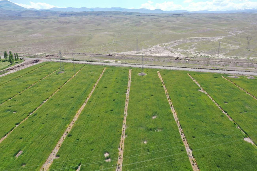 Hayvanlarına yem üretimi için kiraladığı araziden 1500 kamyon taş çıkardı, araziyi 7 yılda tarıma kazandırdı - Resim: 8