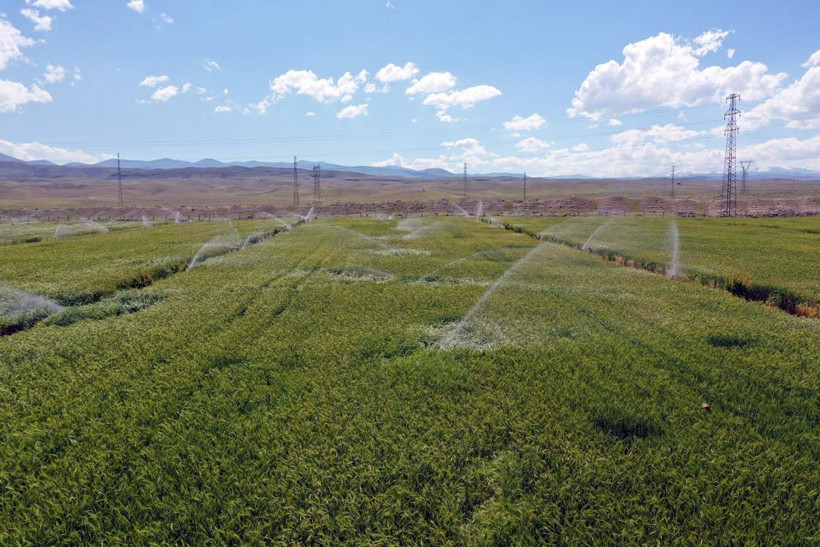 Hayvanlarına yem üretimi için kiraladığı araziden 1500 kamyon taş çıkardı, araziyi 7 yılda tarıma kazandırdı - Resim: 11