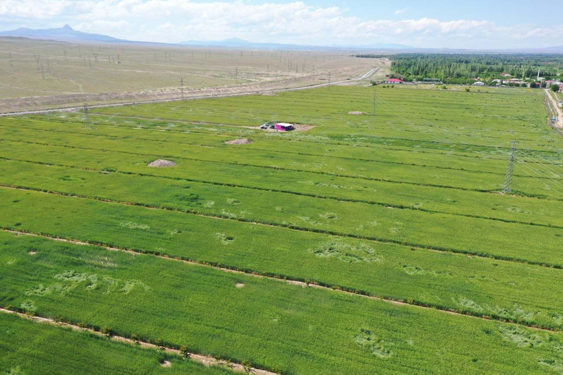 Hayvanlarına yem üretimi için kiraladığı araziden 1500 kamyon taş çıkardı, araziyi 7 yılda tarıma kazandırdı - Resim: 13