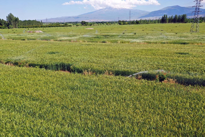 Hayvanlarına yem üretimi için kiraladığı araziden 1500 kamyon taş çıkardı, araziyi 7 yılda tarıma kazandırdı - Resim: 16