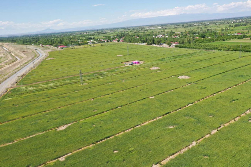 Hayvanlarına yem üretimi için kiraladığı araziden 1500 kamyon taş çıkardı, araziyi 7 yılda tarıma kazandırdı - Resim: 17