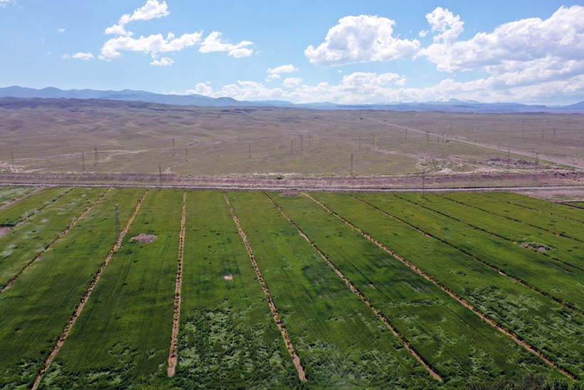 Hayvanlarına yem üretimi için kiraladığı araziden 1500 kamyon taş çıkardı, araziyi 7 yılda tarıma kazandırdı - Resim: 9