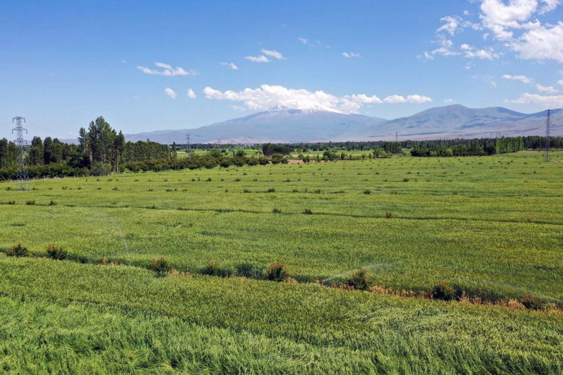 Hayvanlarına yem üretimi için kiraladığı araziden 1500 kamyon taş çıkardı, araziyi 7 yılda tarıma kazandırdı - Resim: 18