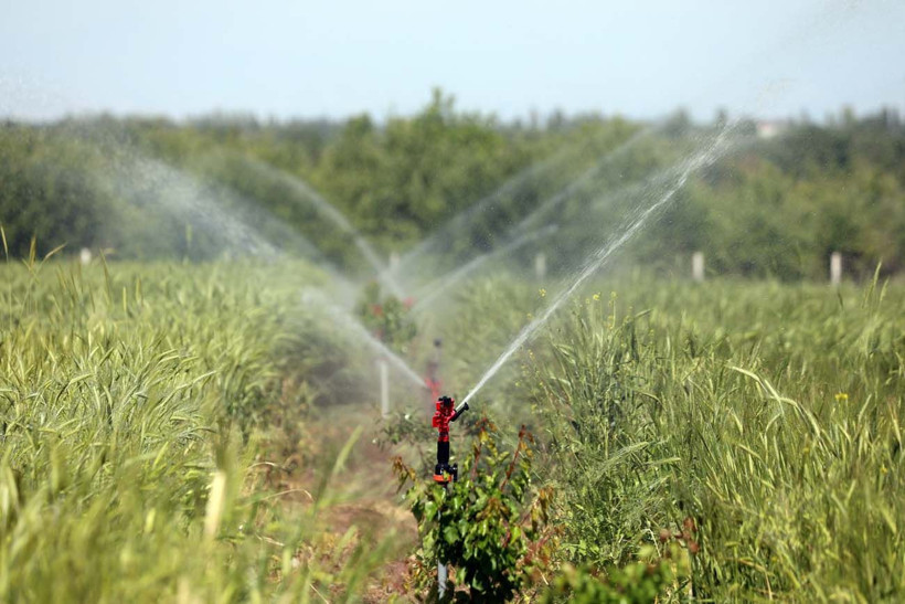 Hayvanlarına yem üretimi için kiraladığı araziden 1500 kamyon taş çıkardı, araziyi 7 yılda tarıma kazandırdı - Resim: 15