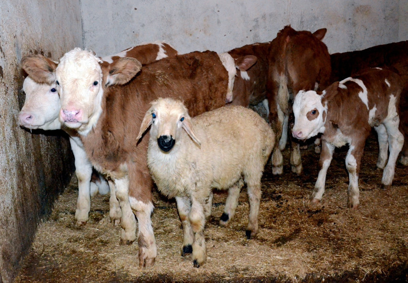 Annesi ölen kuzuyu "Sarıkız" isimli inek emziriyor - Resim : 2