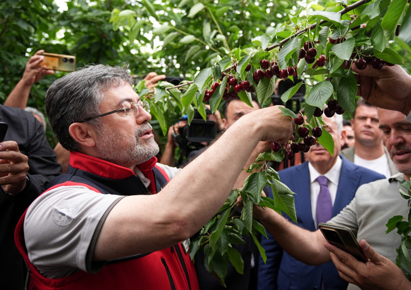 Bakan Yumaklı İzmir’de Kiraz Hasadına Katıldı: “2026 Desteklerini Güncelleyeceğiz” - Resim : 1