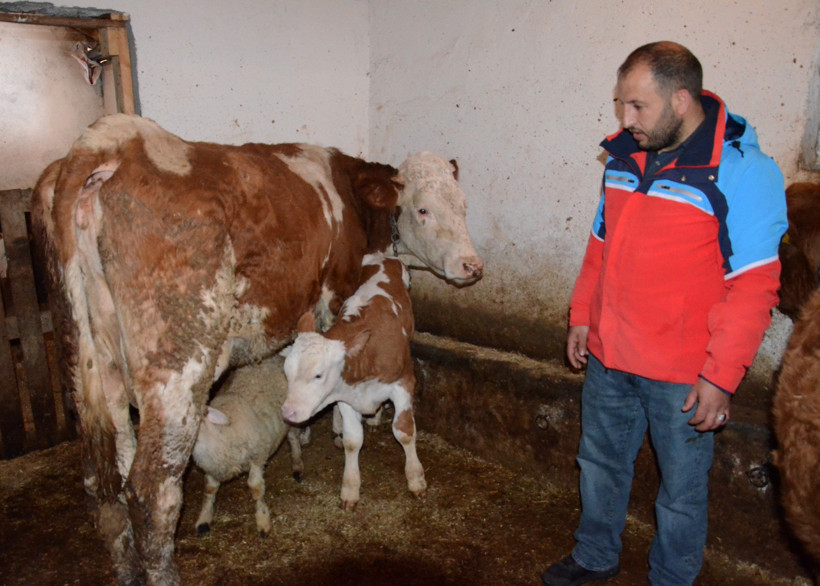 Annesi ölen kuzuyu "Sarıkız" isimli inek emziriyor - Resim : 3