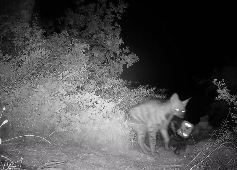 Nesli tehlike altındaki çizgili sırtlan görülen 2 alana koruma - Resim : 1