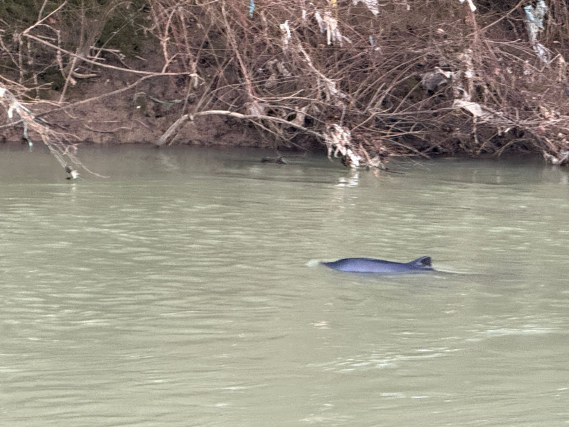 Bartın Irmağı’na giren yavru yunusun denize dönmesi için çalışma başlatıldı - Resim : 1