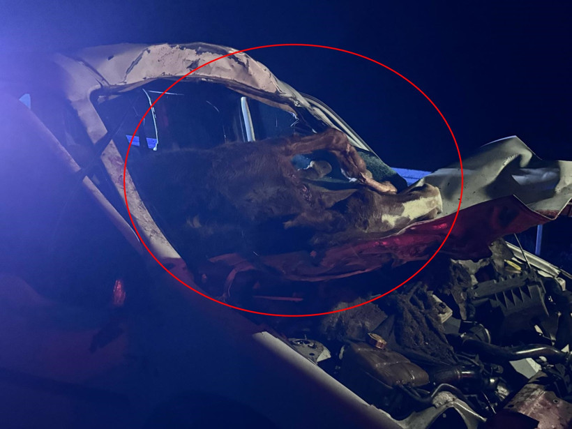 Hafif ticari aracın çarptığı at, ön camdan içeri girdi; sürücü ağır yaralı - Resim : 1