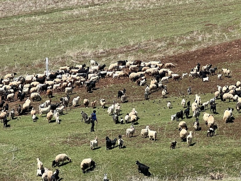 70 bin TL maaşla çoban bulamayan köylüler, sırayla hayvanları otlatıyor - Resim: 1