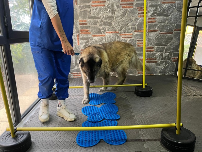 3 ayda 10 kilo veren obez köpek 'Duman', sahiplenmeyi bekliyor - Resim: 1