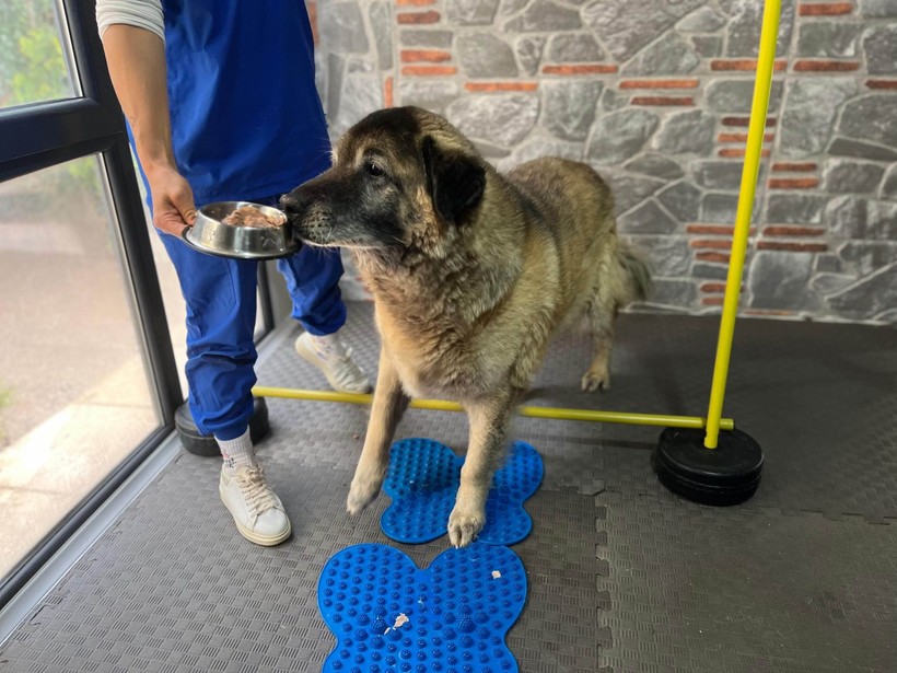 3 ayda 10 kilo veren obez köpek 'Duman', sahiplenmeyi bekliyor - Resim: 5