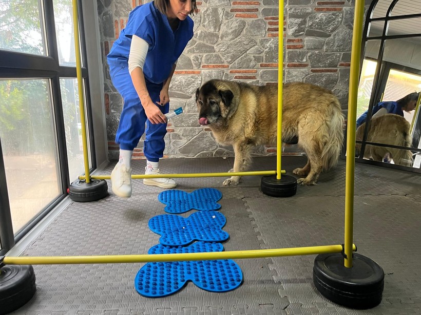 3 ayda 10 kilo veren obez köpek 'Duman', sahiplenmeyi bekliyor - Resim: 4