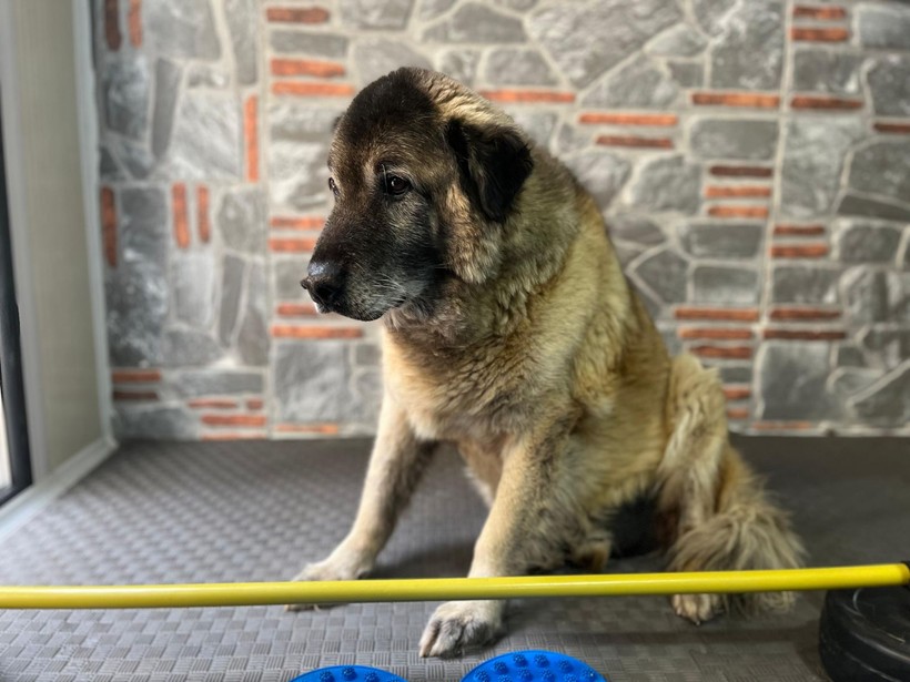3 ayda 10 kilo veren obez köpek 'Duman', sahiplenmeyi bekliyor - Resim: 3