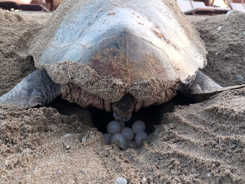 Caretta carettalardan ilk yuva - Resim : 1