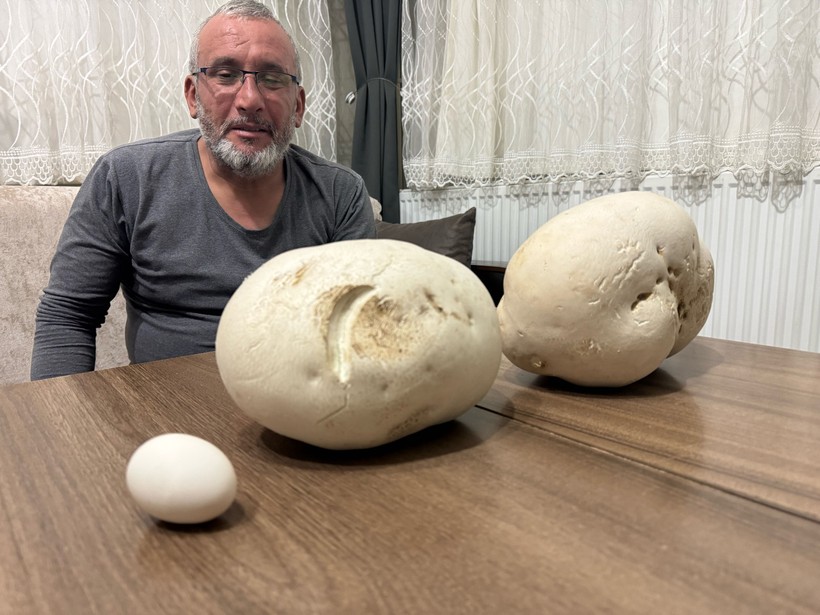 Ispartalı doğasever yürüyüş sırasında "dev mantarlar" buldu - Resim : 1