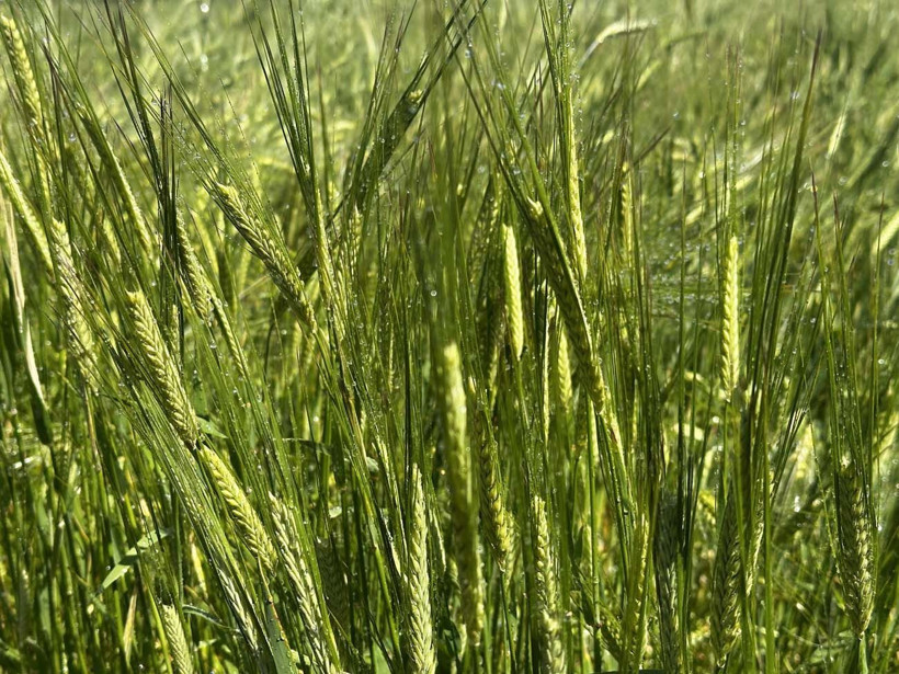 Hayvanlarına yem üretimi için kiraladığı araziden 1500 kamyon taş çıkardı, araziyi 7 yılda tarıma kazandırdı - Resim: 20