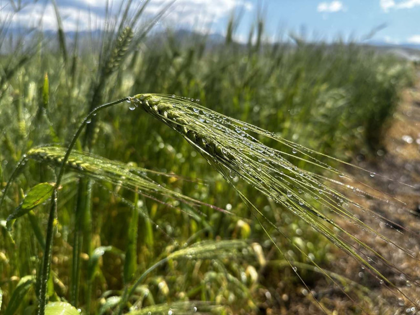 Hayvanlarına yem üretimi için kiraladığı araziden 1500 kamyon taş çıkardı, araziyi 7 yılda tarıma kazandırdı - Resim: 21