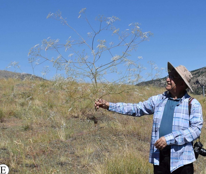 Toroslarda yeni anason türü keşfi; nesli yüksek tehdit altında - Resim : 3