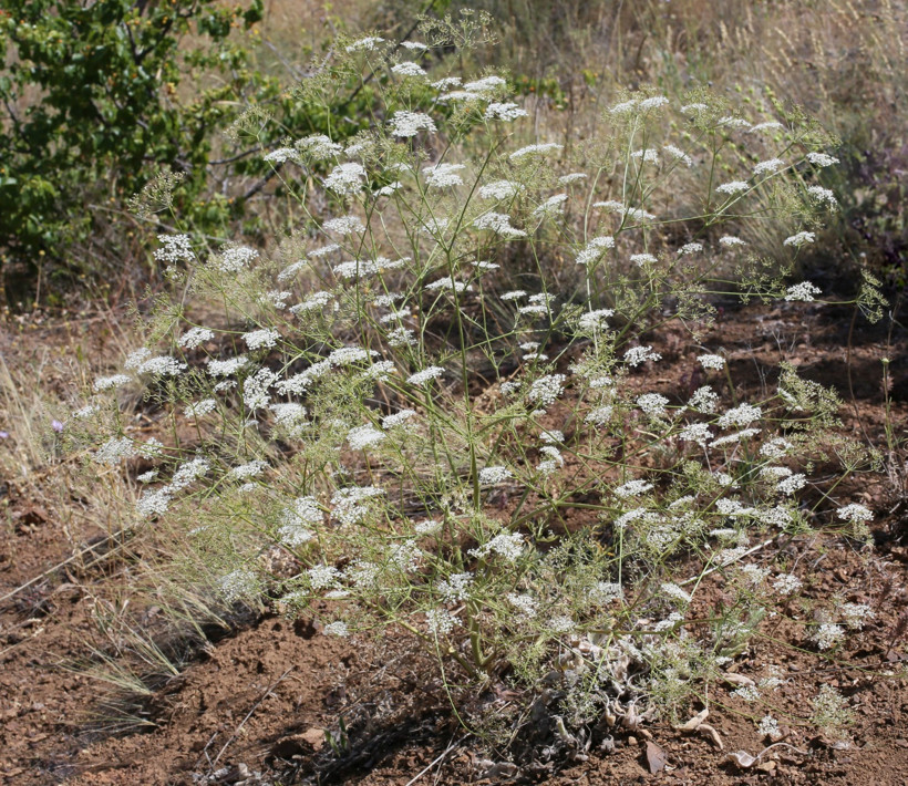 Toroslarda yeni anason türü keşfi; nesli yüksek tehdit altında - Resim : 1
